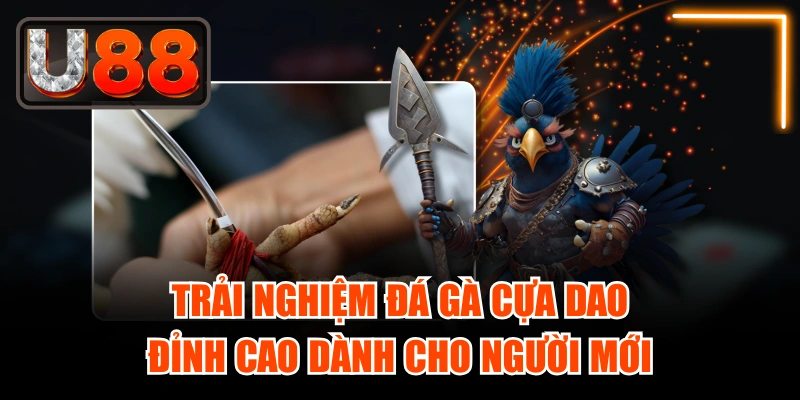 Trải Nghiệm Đá Gà Cựa Dao Đỉnh Cao Dành Cho Người Mới